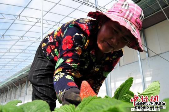 3月15日，白朗县的温室大棚内，37岁的宗吉采摘草莓。据悉，白朗县的果蔬多为有机品种，价格相对较高，目前白朗草莓售价是每斤50元人民币。　江飞波 摄